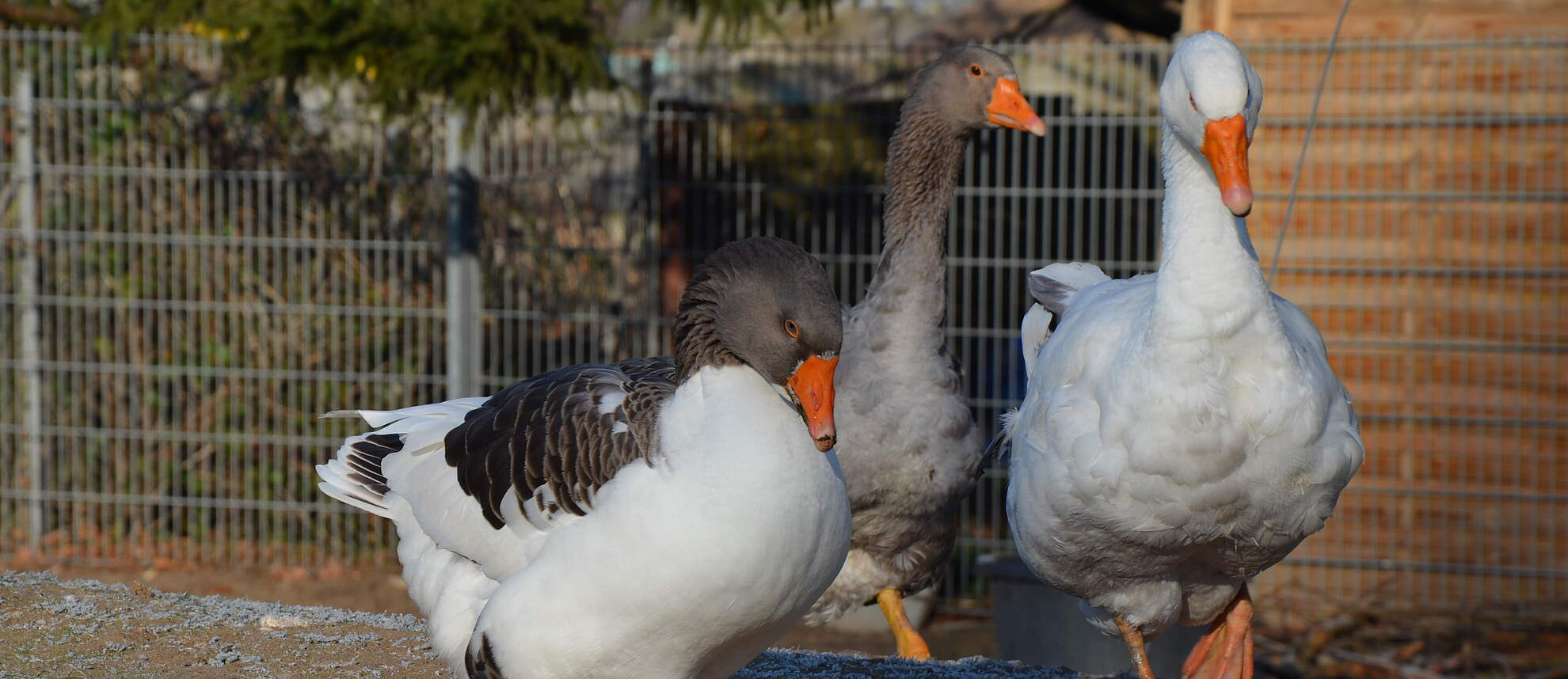 Tiergestützte Hilfen