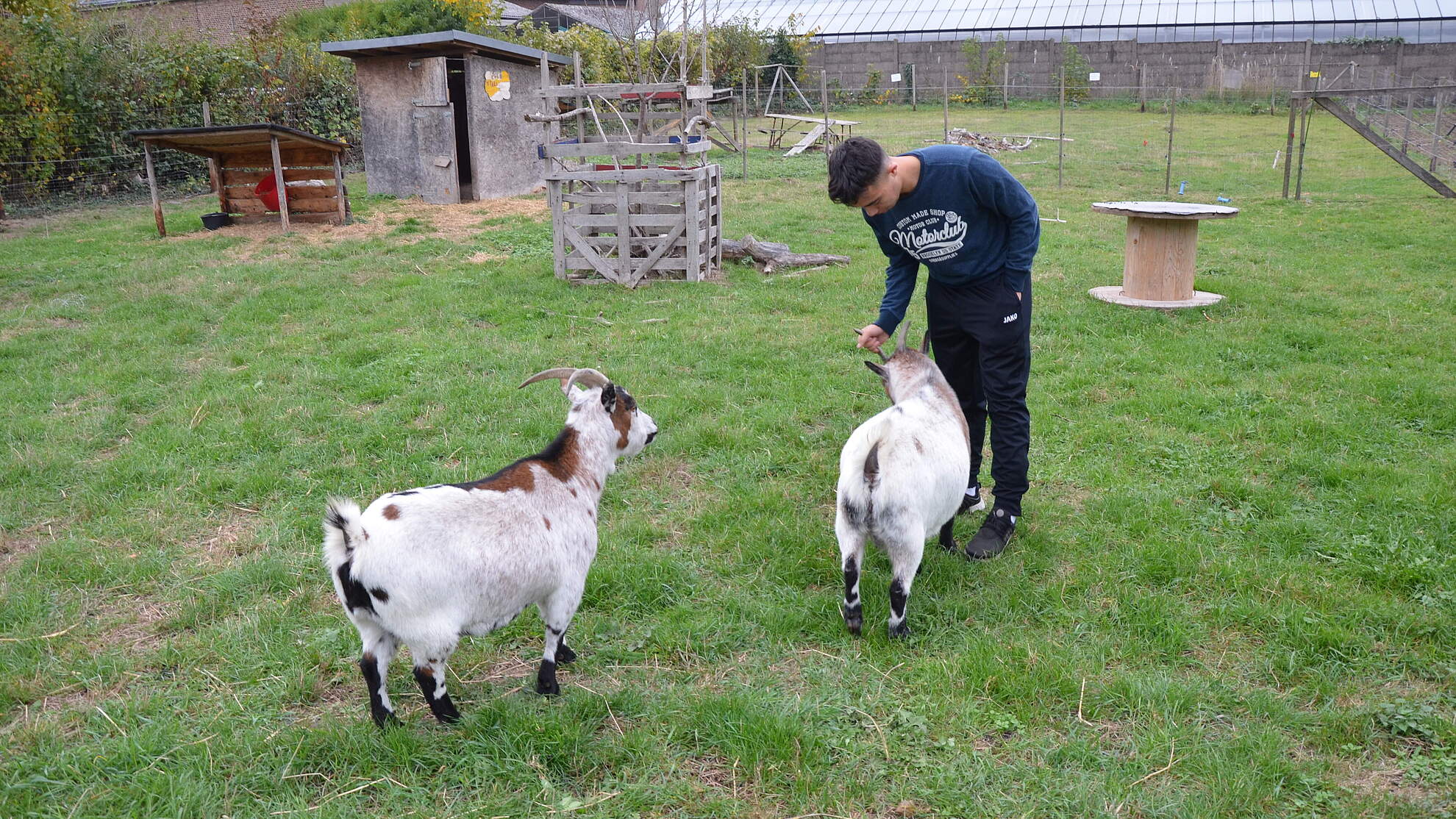 Tiergestützte Hilfen